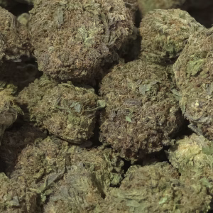 Willy’s Wonder THCa Flower — Indica — 30.86% — Light Dep - Image 2