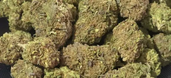 Donut Diesel THCa Flower Sativa