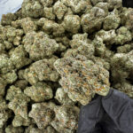 Frosty Club Kush THCa Flower – 36.95% – Indica – PR - Image 2