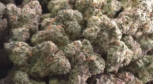 Tangie Cream (Smalls) THCa Flower Sativa