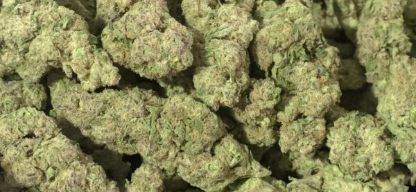 Birthday Cake THCa Flower – 25.73% – Indica – Exotic Light Dep