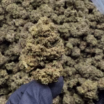 Miami Heat Light Dep THCa Hemp Flower