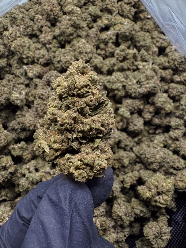 Miami Heat Light Dep THCa Hemp Flower