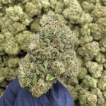 Ocean Grown Exotic THCa Hemp Flower