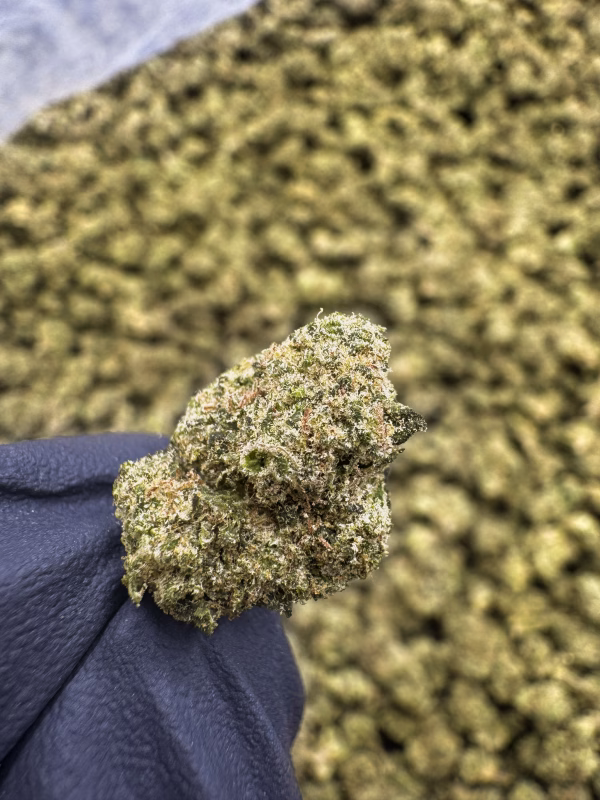 Sour Bananas (Smalls) THCa Flower – 36.11% – Sativa – PR