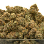Girl Scout Cookies (Smalls) THCa Flower Indica