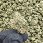 Peach Crescendo (S) - 33.61% THCa - EX - Image 2