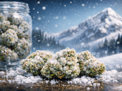 Frosted buds in winter landscape