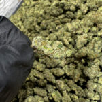 Jungle Cake THCa Flower Hybrid