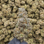 Purple Haze THCa Flower Sativa