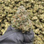 Pressure Pack (Smalls) THCa Hemp Flower Exotic