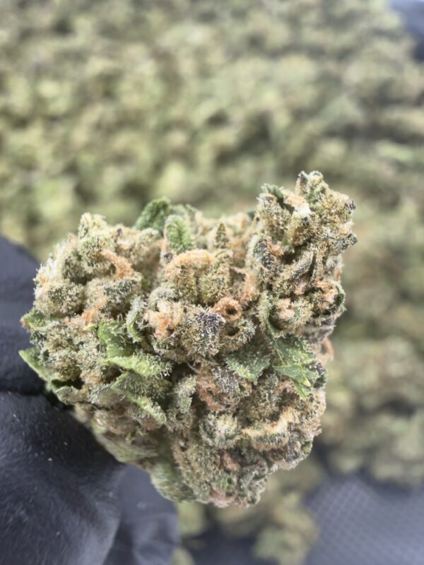 Biscotti x Jealousy THCa Flower Biscotti x Jealousy THCa Flower