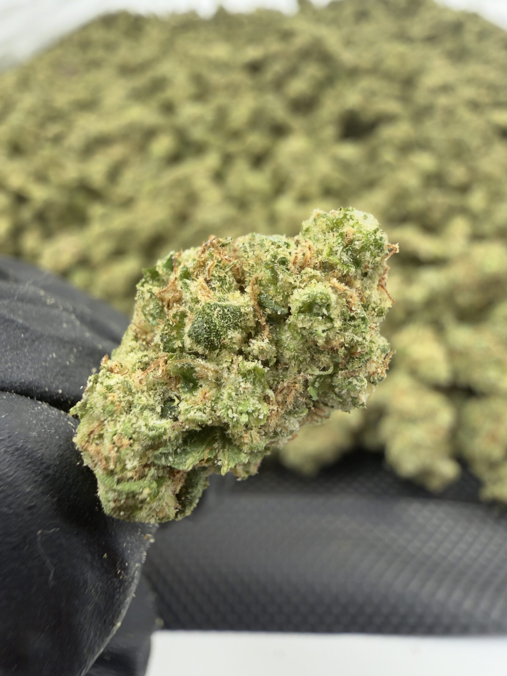 White Out – 28.32% THCa – EX – 3.5g